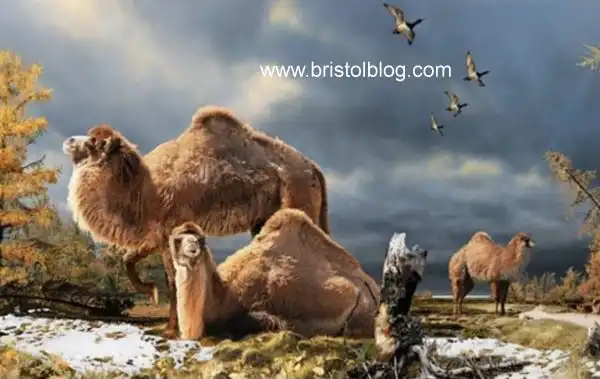 Giant camels that once lived in the Arctic.